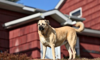 Der Kangal als eine der ältesten und bekanntesten Hunderassen der Welt.