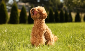 Der Maltipoo geht aus der Kreuzung eines Maltesers mit einem Pudel hervor.