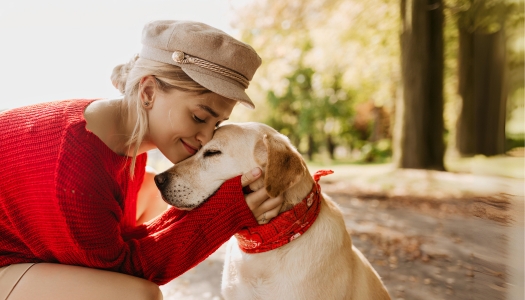 Aktuelle Ratgeber Tipps zur Hundeerziehung