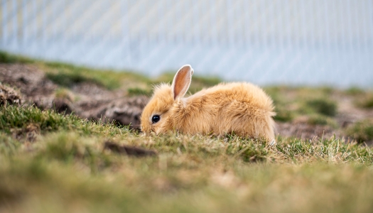 Kaninchen im Outdoor Gehege