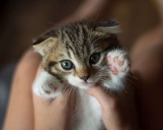 Zum Thema Katzenallergie blickt eine kleine Katze mit großen Augen in die Kamera