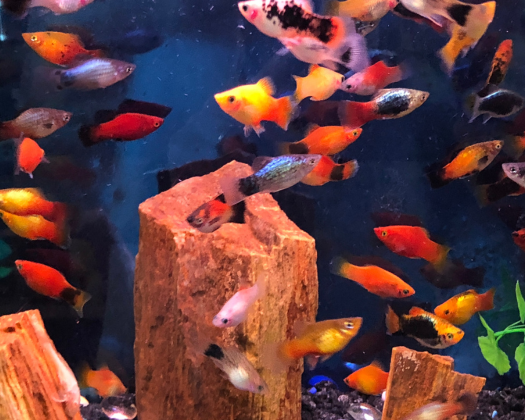 Ein Schwarm orangener Platys schwimmt durch das Aquarium