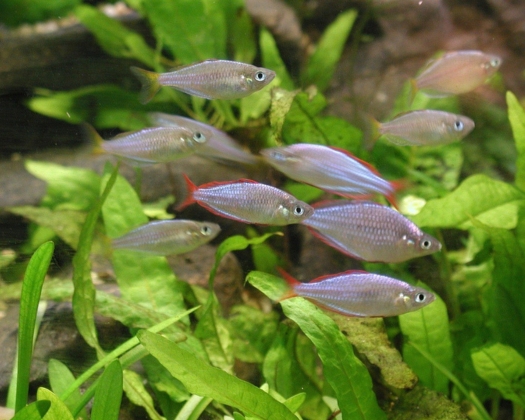 Grüne Landschaft im Rahmen der Ratgeber Aquaristik