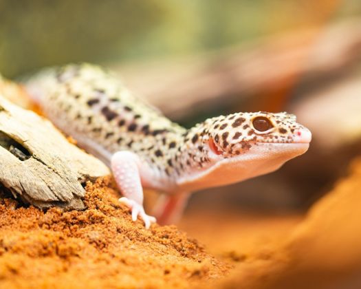 Ein Aquarium mit Kiesboden, in dem Blasen aus einem Sprudelstein aufsteigen, verbunden mit einem externen Luftpumpe auf der linken Seite. Eine Beleuchtung ist über dem Aquarium angebracht.