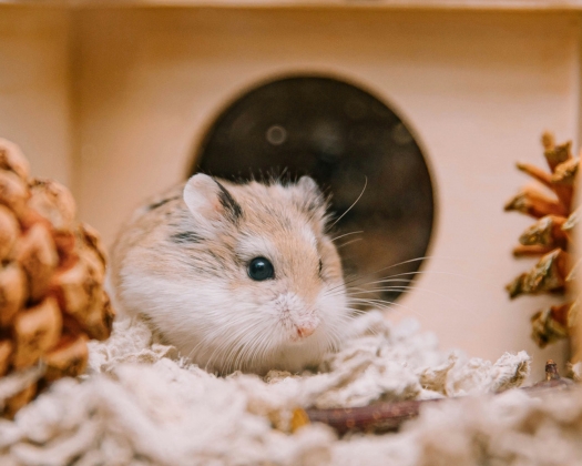 Hamster sitzt vor einem Hamsterhaus