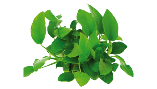 Das Zwergspeerblatt ist eine kleine attraktive Aquariumpflanze