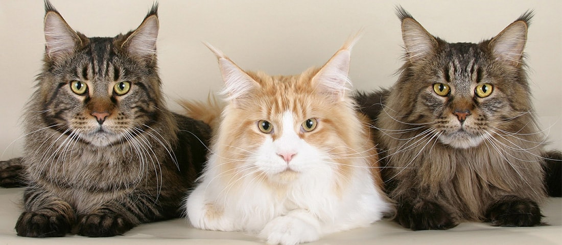 Drei Katzen der Rasse Maine Coon 