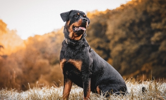 Kräftiger und muskulöser Rottweiler