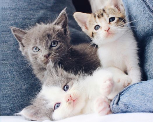 3 Kittel liegen verspielt auf dem Sofa