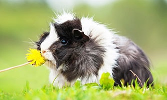Großzügige Verkaufsanlage mit Zwergkaninchen und Meerschweinchen, Wüstenrennmäusen, Gold-und Zwerghamstern