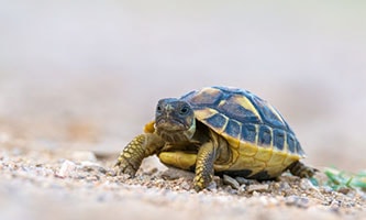 Süßwasser-Aquaristik des ZOO & Co. Tierfachmarktes