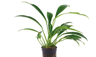 Die Aquarienplanze Echinodorus angustifolius 