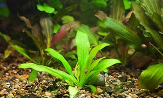 Grüne Pflanze im Aquarium