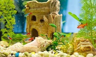 Ein hell beleuchtetes Aquarium mit einem sandigen Bodengrund.