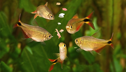 Fischfutter und Pflanzenversorgung