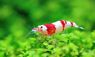 Garnele auf dem grünen Meeresboden