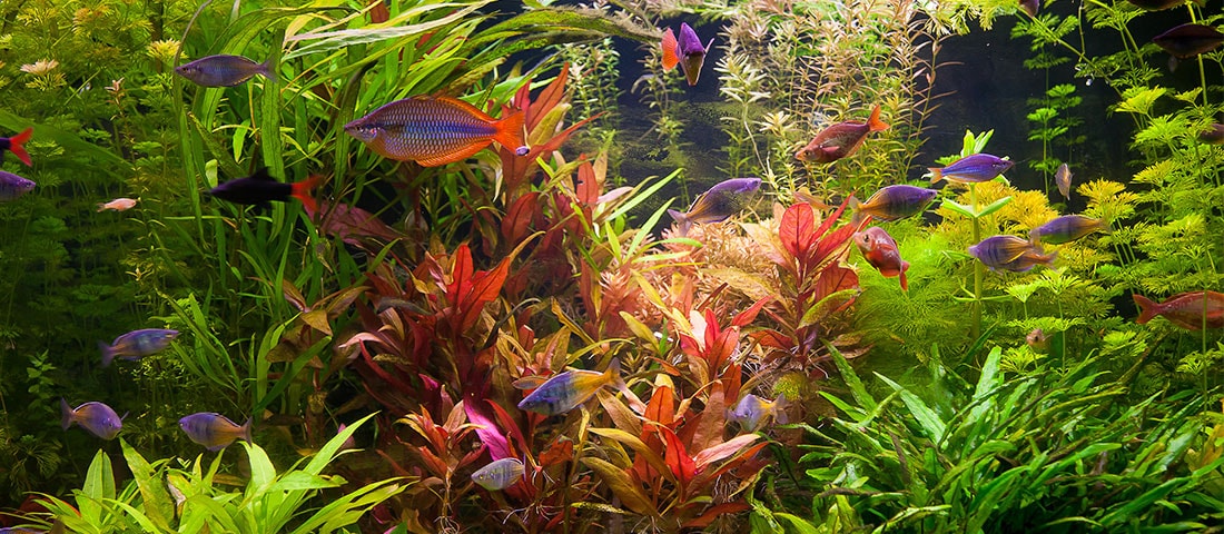 Lila ZOO & Co. Aquarium