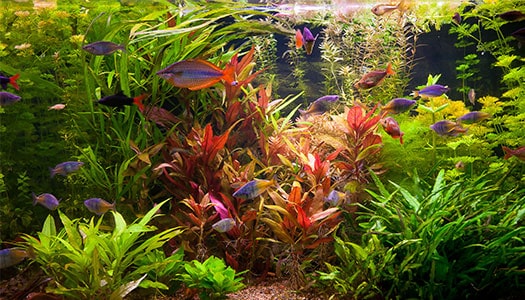 Fischarten, Aquarienpflanzen & Co.