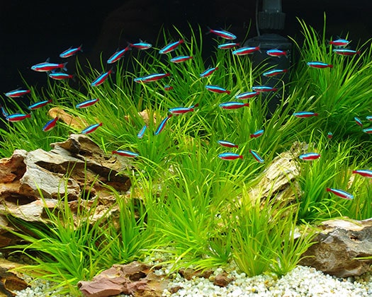 Ein üppig bepflanztes Süßwasseraquarium mit vielen kleinen, blau und rot leuchtenden Neonsalmlern, die zwischen den grünen Wasserpflanzen schwimmen.