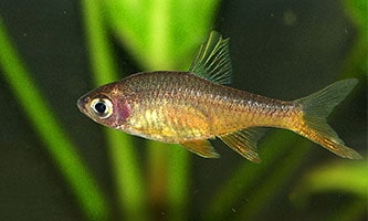 Ein kleiner, bräunlich-goldener Fisch mit einer leicht lilafarbenen Färbung am Kopf und einer aufgestellten Rückenflosse schwimmt vor einem unscharfen grünen Pflanzenhintergrund.