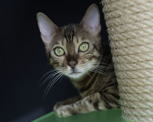 Bengalkatze mit grünen Augen in einem dunklen Raum