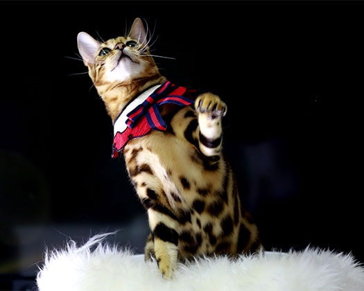 Bengalkatze mit rotem Halstuch hebt spielerisch die Pfote auf einem weißen Felluntergrund, vor schwarzem Hintergrund.