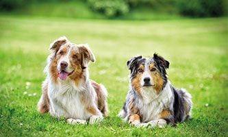 Maßgeschneiderte Hundebekleidung, individuelle Hundegeschirre und Halsbänder