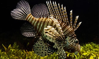 Trichodina – Parasit im Aquarium