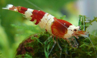 Eine detaillierte Nahaufnahme einer rot-weiß gestreiften Zwerggarnele.