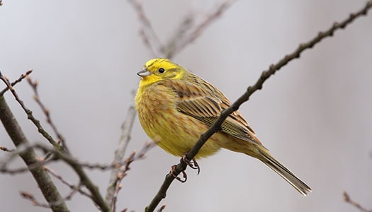Ein Goldhammer sitzt auf einem Zweig