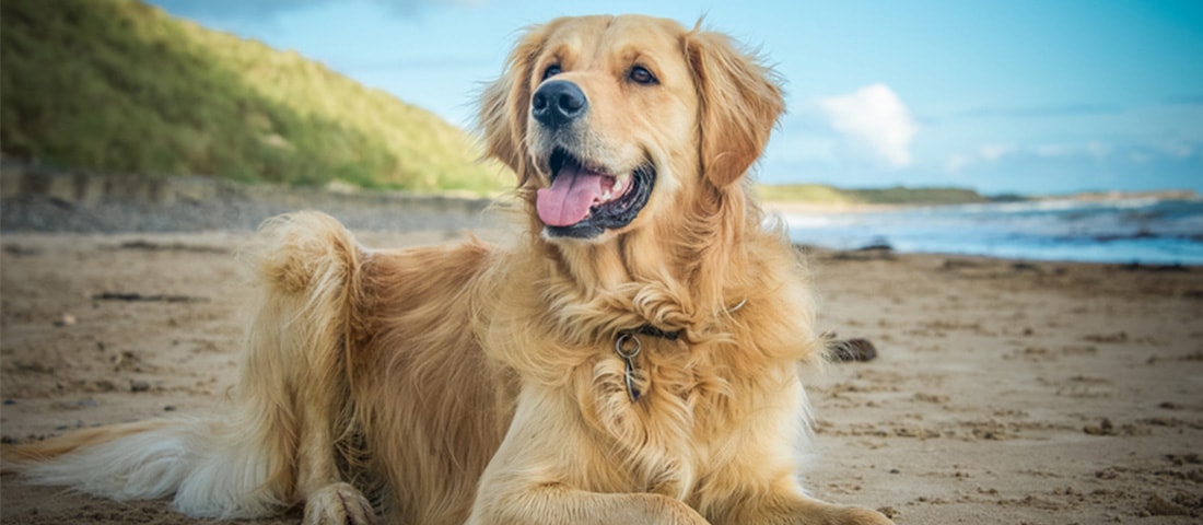 Golden Retriever sind bekannt für ihre offenherzige Art