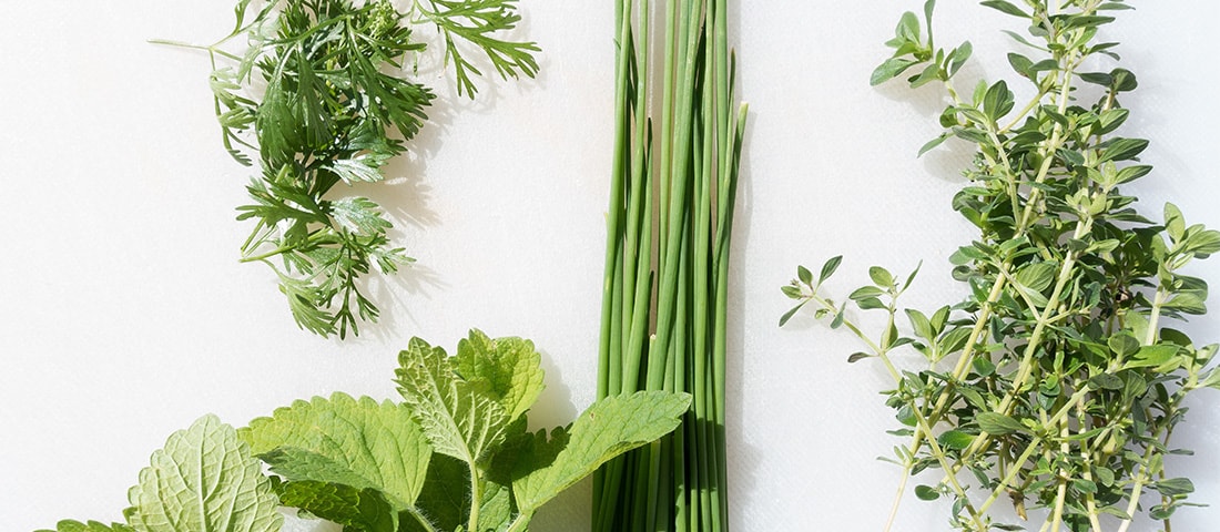  Frische Kräuter zur Gestaltung eines BARF-Futterplanes 