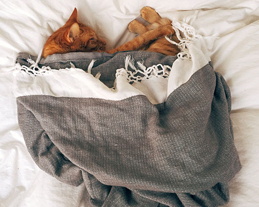 Zwei Hunde liegen eng aneinander gekuschelt unter einer Decke und genießen die Gemütlichkeit im Bett.