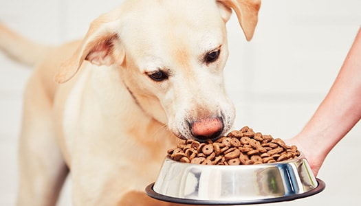 die wichtigsten Regeln und Ernährungstipps für Hunde von ZOO & Co.