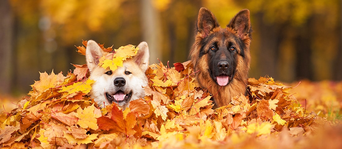 Ein Hund genießt einen Spaziergang im bunten Herbstlaub