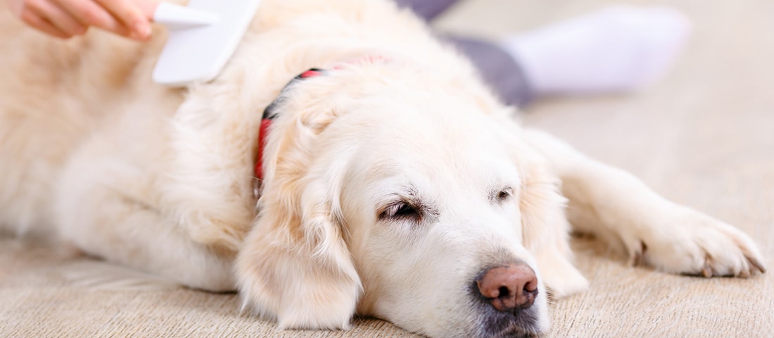 Fellpflege für den Hund