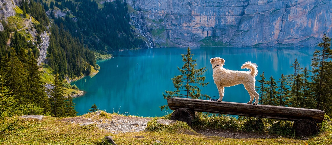 Ein weißer Hund steht auf einem Holzstamm vor einem türkisblauen Bergsee, umgeben von grünen Bäumen und felsigen Bergen im Hintergrund.
