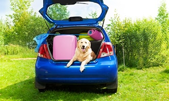 Ein fröhlicher Hund sitzt im Kofferraum eines blauen Autos, das vollgepackt ist mit Koffern und auf einer grünen Wiese steht.