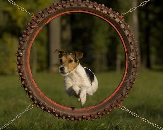 Junger Hund im Reifentraining