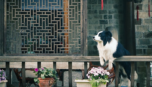 Unter dem Link Informationen zu Einreisebestimmungen ist auf dem Foto ein junger Hund an einer Wand zu sehen
