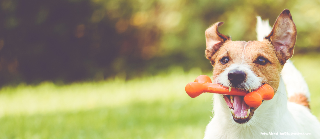 Basiswissen zum Jack Russel Terrier