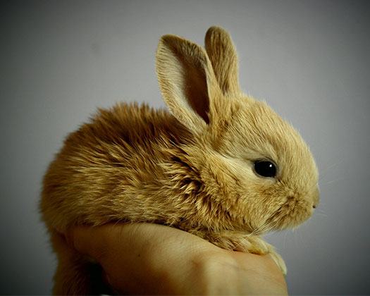 Ein Kaninchen auf der Hand eines Menschen