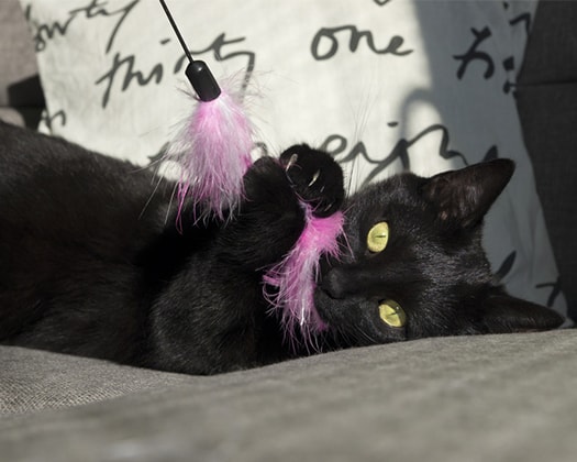 Schwarze Katze am spielen zu dem Thema Bewegung & Spielerei bei Katzen