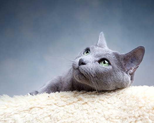 Britische Kurzhaarkatze liegt mit geneigtem Kopf auf einer weißen Decke