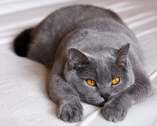 Kurzhaarige Hauskatze streckt sich gemütlich in die Kamera