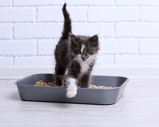 Stubenreine und gehorsame Katze