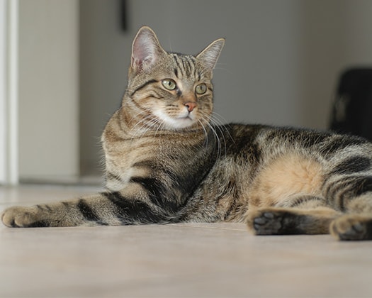 Graue Katze liegt auf einem Fließenboden und neigt den Kopf in Richtung Kamera