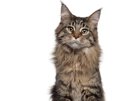 Mensch und Katze – das Zusammenleben mit der Samtpfote