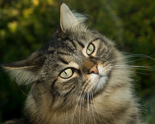Norwegische Waldkatze mit grünen Augen blickt neugierig in die Kamera.