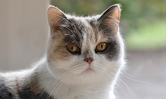 Eine Perserkatze mit Seidiges Fell mit mystischen Augen und einer Stupsnase zum Verlieben 